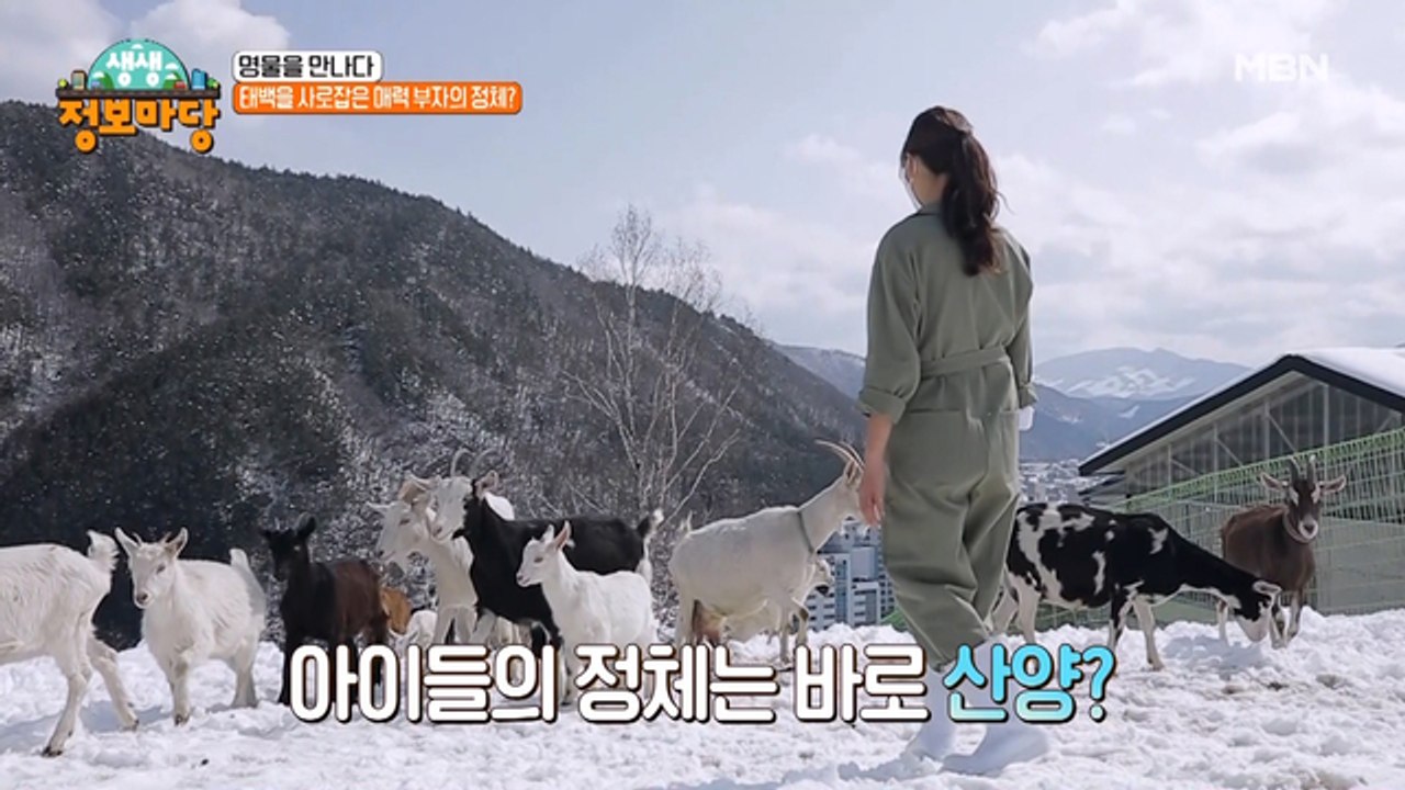 태백의 귀여운 마스코트 유산양의 하루를 공개합니다!!