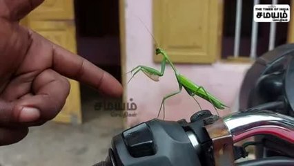 வா.. நீயும்... நானும் சோடி போட்டு  பார்ப்போமா... வெட்டுக்கிளியுடன் விளையாடும் குழந்தை!