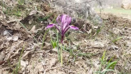 Kır navruzunu koparmanın cezası 109 bin lira