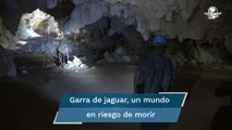 Tren Maya,“trampa mortal” para fauna y cavernas, alertan