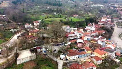 Osmanlı payitahtı Bursa'nın simgesi "İnkaya Çınarı" özel bakımla korunuyor