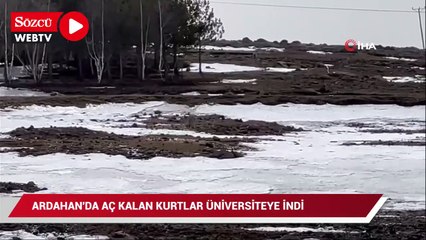 Ardahan'da üniversiteyi aç kurtlar bastı