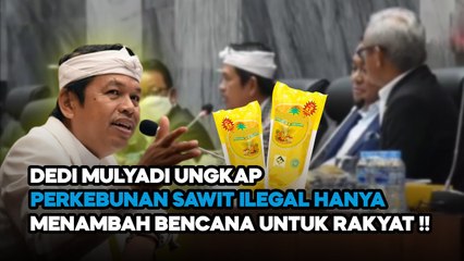 DEDI MULYADI UNGKAP KEJANGGALAN PERSOALAN KEBUN SAWIT ILEGAL DI INDONESIA