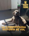 La historia de Sol, la perrita que pudo encontrar la felicidad