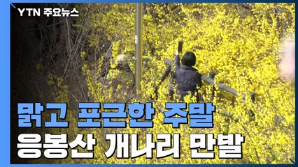 [날씨] 맑고 포근한 주말, 서울 13℃...응봉산 개나리 만발 / YTN