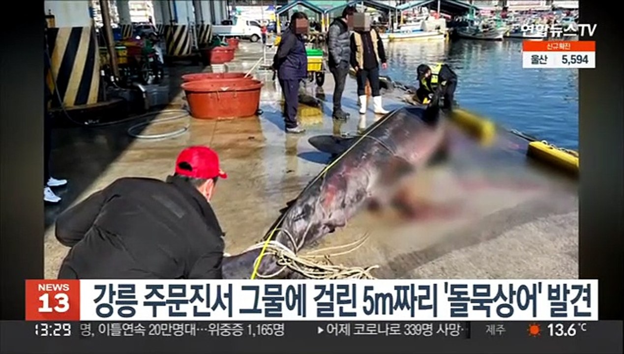 강릉 주문진서 그물에 걸린 5ｍ짜리 '돌묵상어' 발견