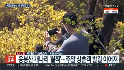 서울 응봉산 개나리 만개…3년만에 산책로 개방