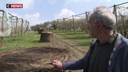 Vague de froid : les agriculteurs luttent face à une période de gel inhabituelle