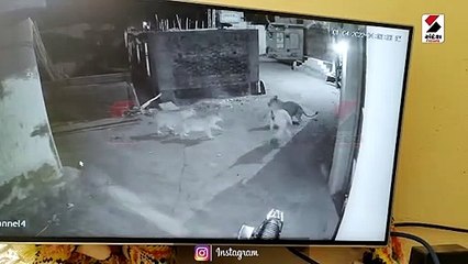 Video: અમરેલીમાં 3 સિંહનો આતંક, કર્યા 6 પશુઓના મારણ