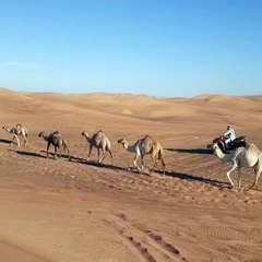 Camel desert safari Dubai