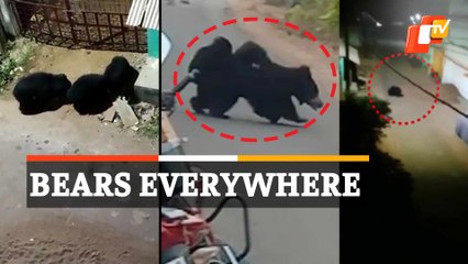 WATCH | Wild Bears Wreck Havoc After Entering Human Habitation