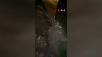 Bursa’da lodos kâbusu! Ağaçlar araçların üzerine devrildi