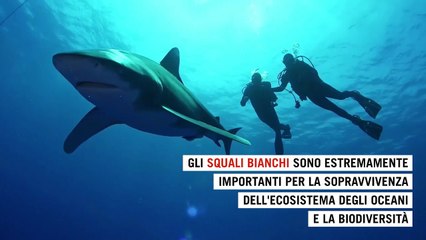 Cosa ci insegna sugli squali bianchi il viaggio di Scot dalla Nuova Scozia al Golfo della Florida