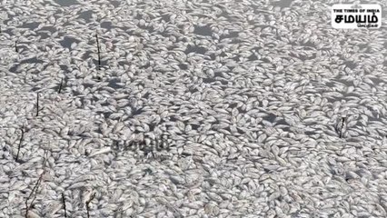 அணையில் செத்து மிதக்கும் லட்சக்கணக்கான மீன்கள்; அச்சத்தில் மக்கள்!