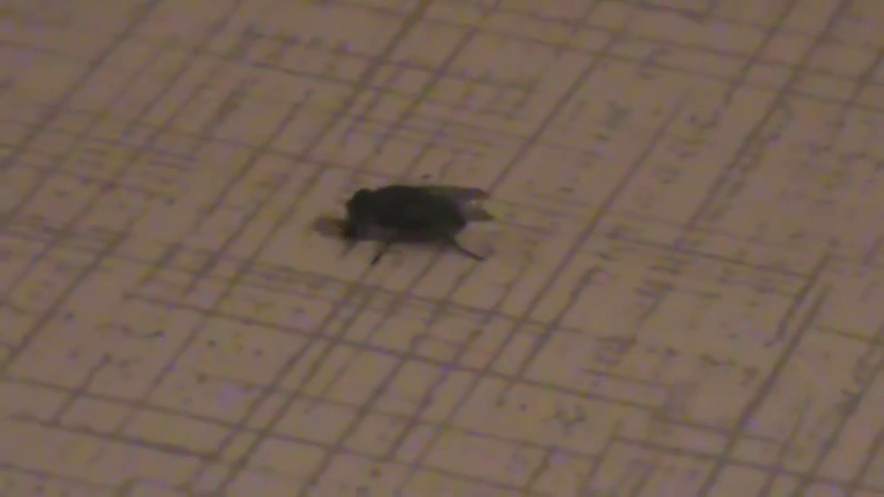La Mosca