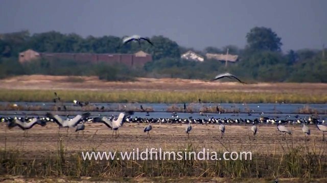 Demoiselle Cranes and Flamingos, Gujarat