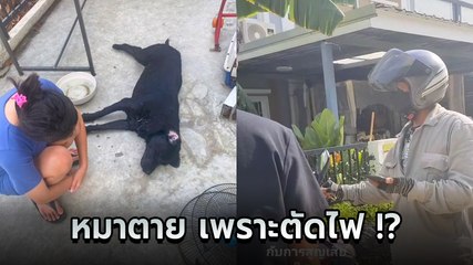 ดราม่าสนั่น ! หนุ่มโวยลั่น หมาตายหลังโดนตัดไฟ ซัดทำไมไม่ โทร. บอกก่อน !