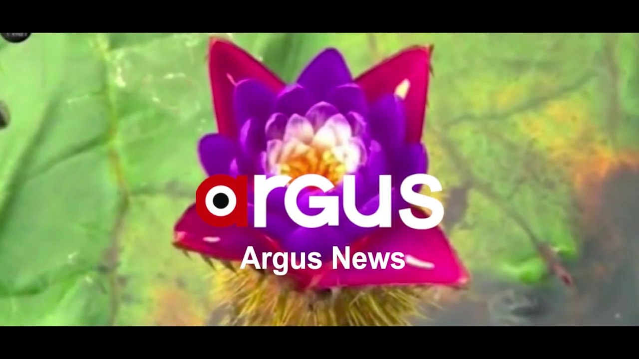 Makhana or Prickly water lily Cultivated for the First time in Odisha's Puri