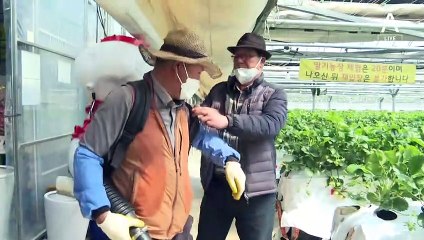 수도권도 ‘꿀벌 실종’…딸기·수박 농사 줄줄이 ‘비상’