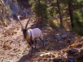 Yaban hayatı fotokapanla görüntülendi