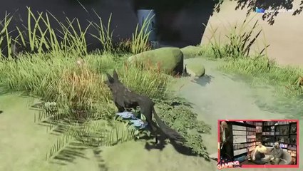 GT : la poule d'eau de lost ember