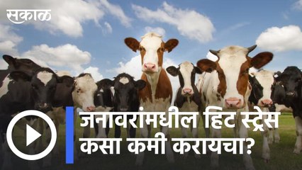 Agriculture News | उष्णतेचा जनावरांवर काय परिणाम होतो ? | Sakal |