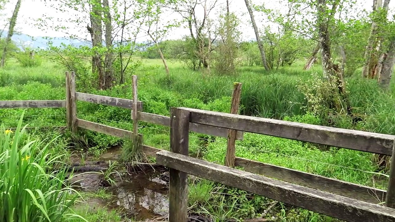 IMG_1107 Ceyzérieu (01), Réserve Nat marais Lavours, Iris marais, chants Coucou, Rousserolle, Fauvettes CLIPS JOINTS