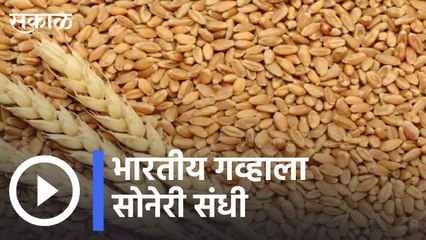 Wheat Export | भारतीय गव्हाला सोनेरी संधी  Sakal |