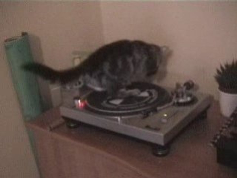 Mdr mon chat se prend pour un vinyl