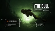 The Catch Carp Coarse Announce Trailer