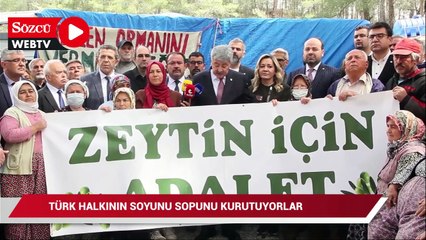 İYİ Partili Ergun: Zeytinleri yerine dikerek bu doğa cinayetinin üzeri örtülemez