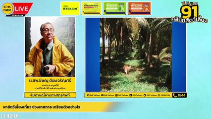 พาสัตว์เลี้ยงเที่ยว ช่วงเทศกาล เตรียมตัวอย่างไร EP.1 : FM91 คลินิกสัตว์เลี้ยง : 2 เมษายน 2565