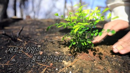 [영상] 울진 산불 한달... 새로운 희망이 움트길 기원합니다 / YTN