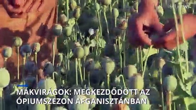 Mákvirágok: megkezdődött az ópium betakarítási szezonja Afganisztánban