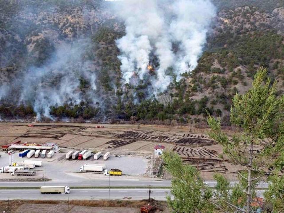 Çorum'da anız yangını ormana sıçradı