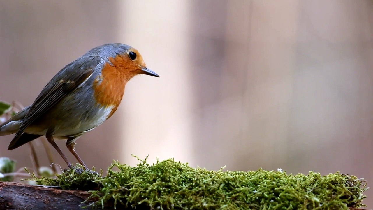 Nature Beauty-1