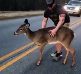 شاب يساعد غزالاً على عبور طريق سريع