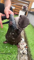 수달은 호스 스프레이에 열중　Otter is Obsessed with Hose #Shorts