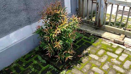 Tumbuhan kiri luar hijau