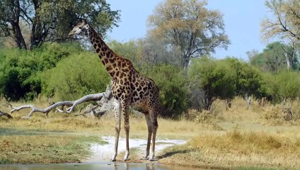 _أم زرافة شجاعة تهاجم الضباع والأسد لتنقذ حياة طفلها - الزرافة مقابل الأسد والضبا