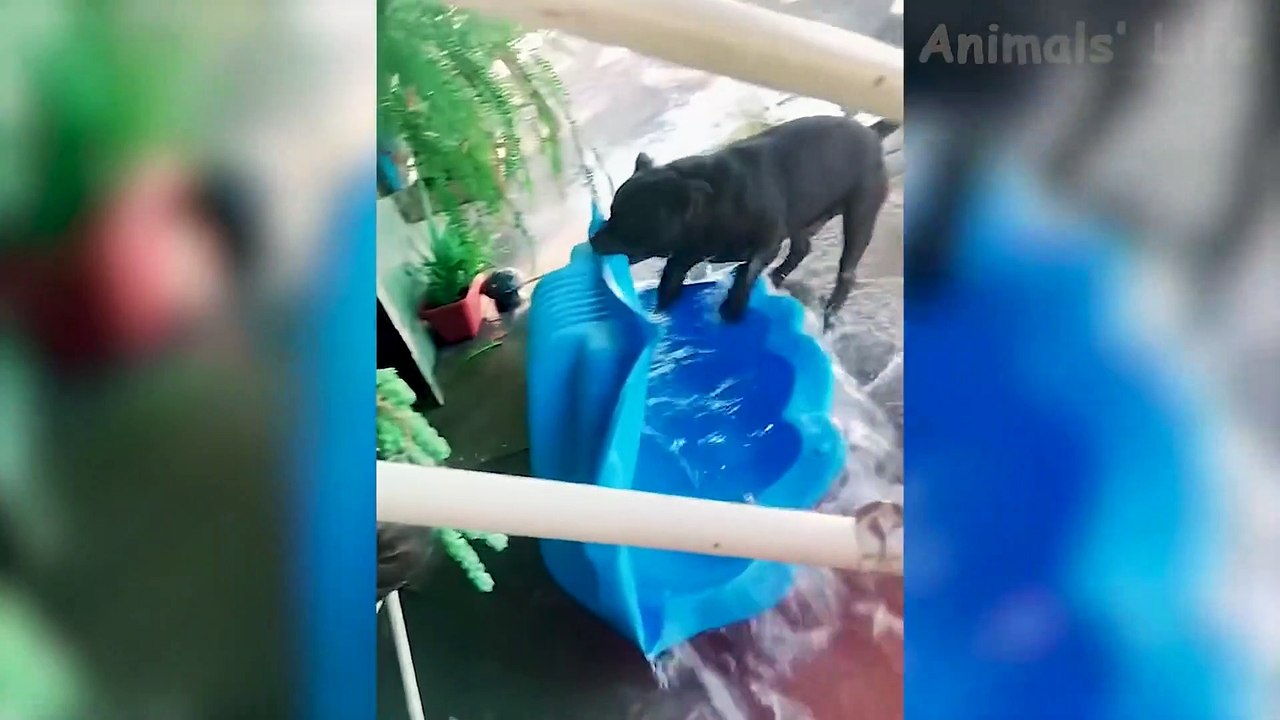Best Funny Animal Videos 2022  - Funniest Dogs And Cats Videos  (1080p)