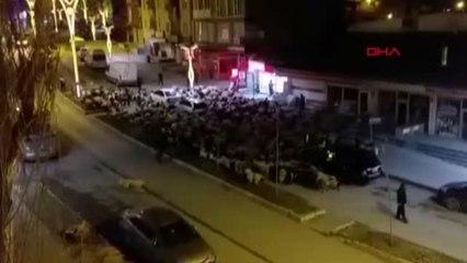 SAHUR VAKTİ KENT MERKEZİNDEN KOYUN SÜRÜSÜ GEÇTİ