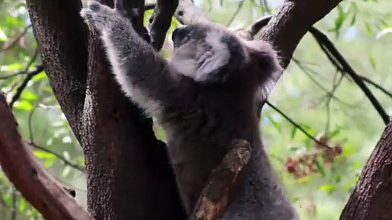 Koala