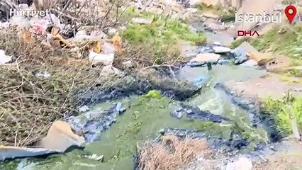 Alibeyköy Barajı'na giden dere 'zehir' akıyor: 'Hayvanlar öldü' iddiası