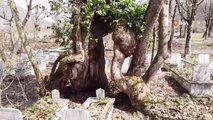 Allah lafzını yansıtan 350 yıllık çınar ağacı Mistik Anıt Ağaç ilan edildi