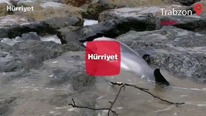 Trabzon'da, Sürmene sahiline 2 ölü yunus daha vurdu