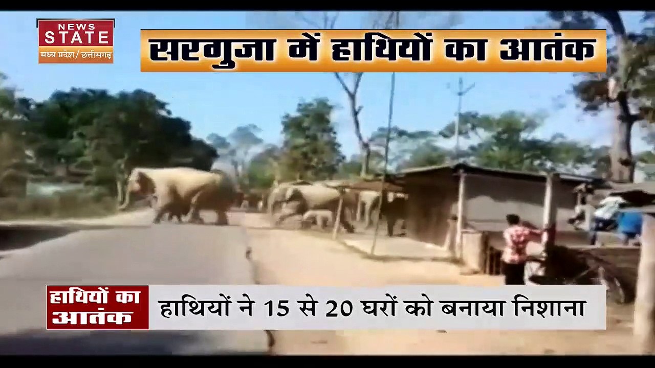 Chhattisgarh News: सरगुजा में हाथियों के आतंक से ग्रामीण परेशान