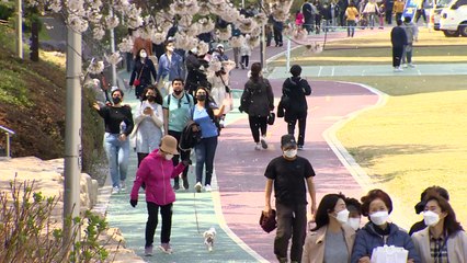 여긴 벚꽃·목련·유채, 저긴 동백...꽃과 함께 봄날은 왔다! / YTN