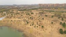 Xi Jinping encabeza en China una férrea defensa del medio ambiente plantando árboles