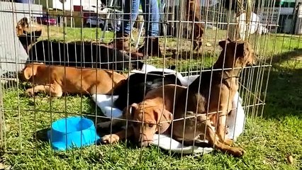 O seu melhor amigo está te esperando; feira de adoção de animais acontece hoje (03)